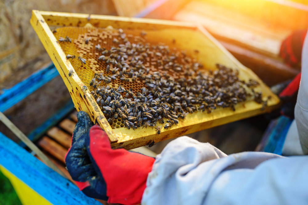 Obrázek Exigences vétérinaires pour l'analyse de laboratoire des abeilles