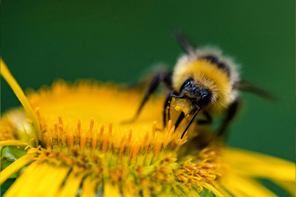 Obrázek Regard sur la vie des bourdons