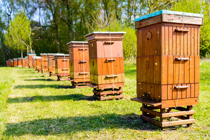 Obrázek Discussion sur la problématique des ruches utilisées