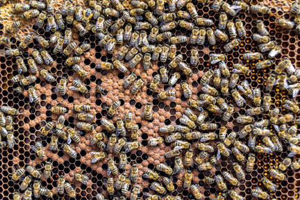 Obrázek Les apiculteurs face au défi : la loque européenne