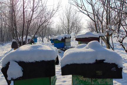 Obrázek Calendrier apicole - janvier 25