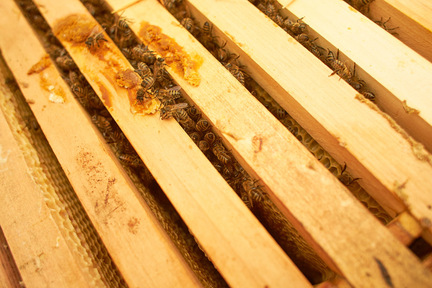 Obrázek Règles pour la construction d'une ruche