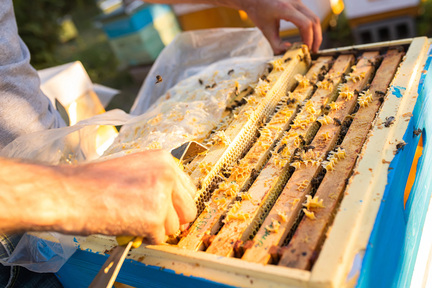 Obrázek Stimulation printanière des abeilles : La clé d'une récolte de miel réussie