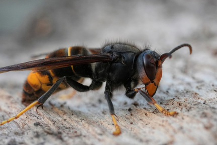 Obrázek Le frelon asiatique - un nouvel invité indésirable dans nos régions