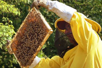 Obrázek Calendrier pour août : Recommandations pour les apiculteurs 24