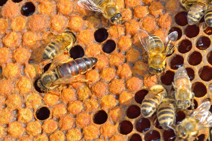 Obrázek Causes possibles du non-acceptation d'une nouvelle reine