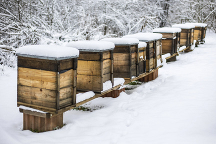 Obrázek Calendrier – décembre 24