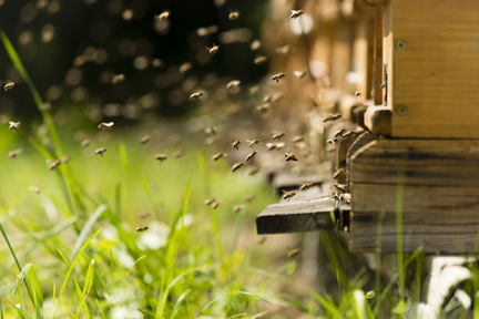 Obrázek Réflexion sur le choix de la ruche : Langstroth vs. Optimal