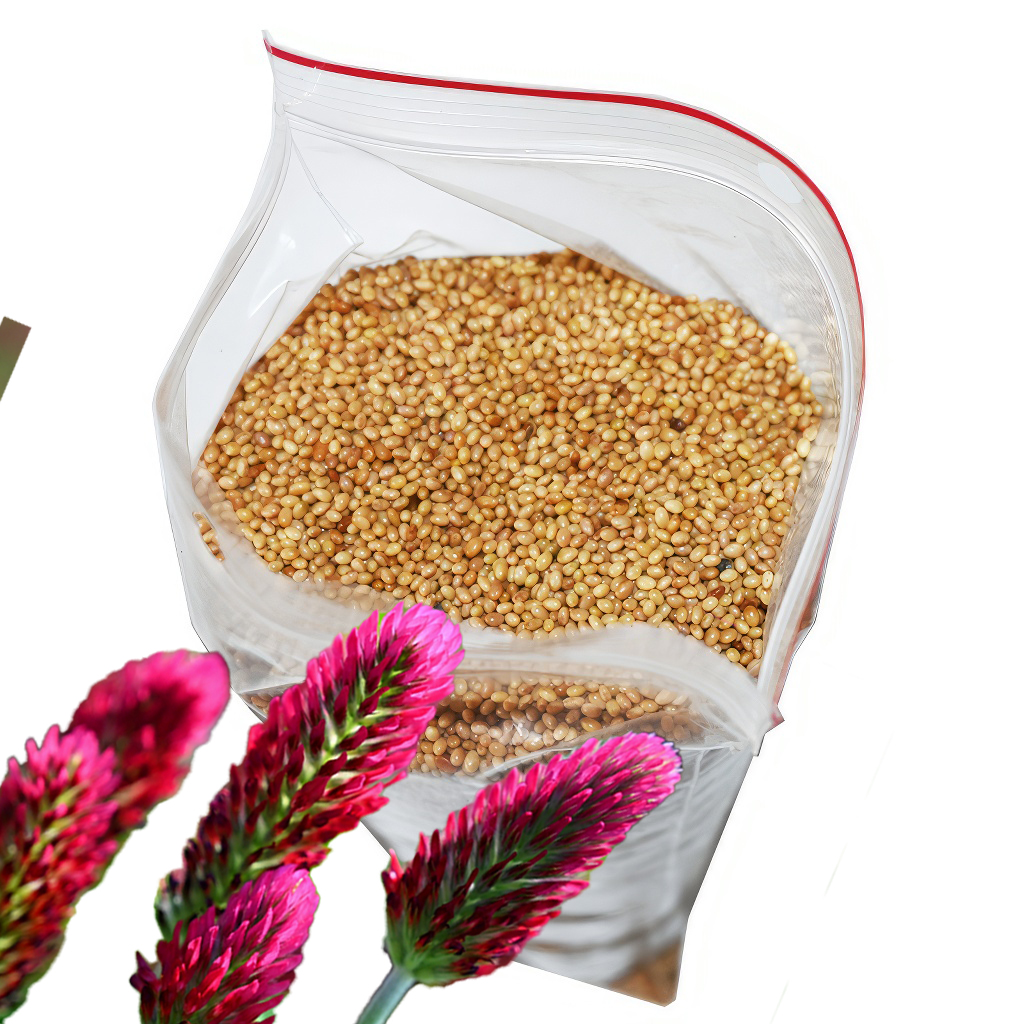 Trèfle incarnat (semences / pâturage apicole) - 0,5 kg