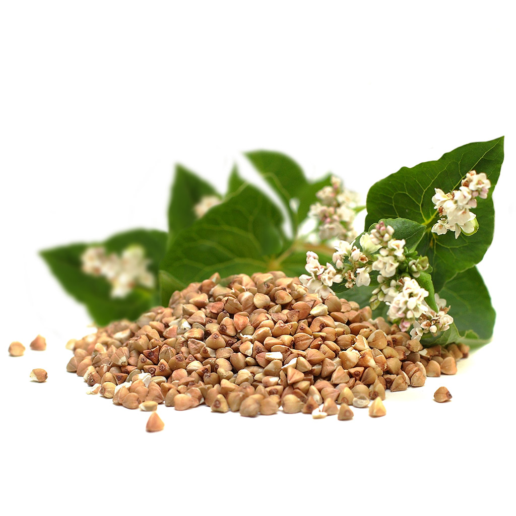 Sarrasin commun (semences / pâturage apicole) - 0,5 kg