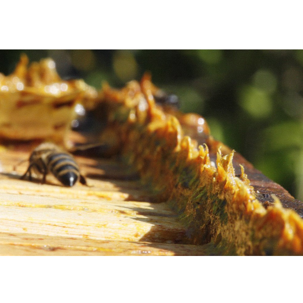 Propolis brute Pleva - 20g