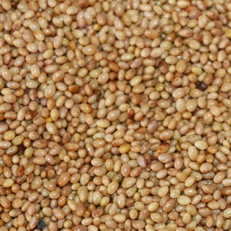 Trèfle incarnat (semences / pâturage apicole) - 0,5 kg