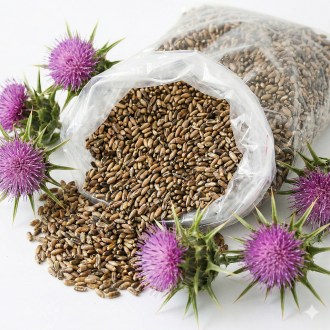 Chardon-Marie (semences / pâturage apicole) - 0,5 kg
