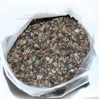 Sarrasin commun (semences / pâturage apicole) - 0,5 kg