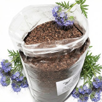 Phacélie à feuilles de tanaisie (semences / pâturage apicole) - 1 kg