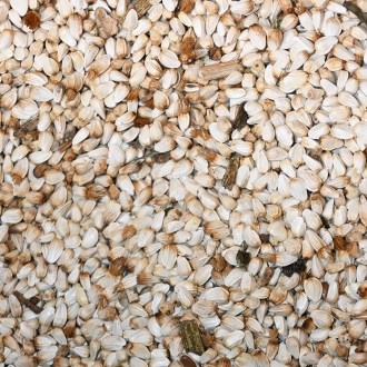 Carthame des teinturiers (graines / pâturage apicole) - 0,5 kg