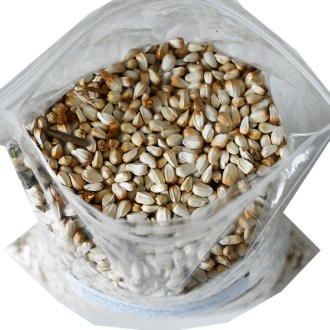 Carthame des teinturiers (graines / pâturage apicole) - 0,5 kg