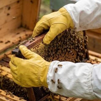 Gants d'apiculture - imprégnés - taille : S-XXL